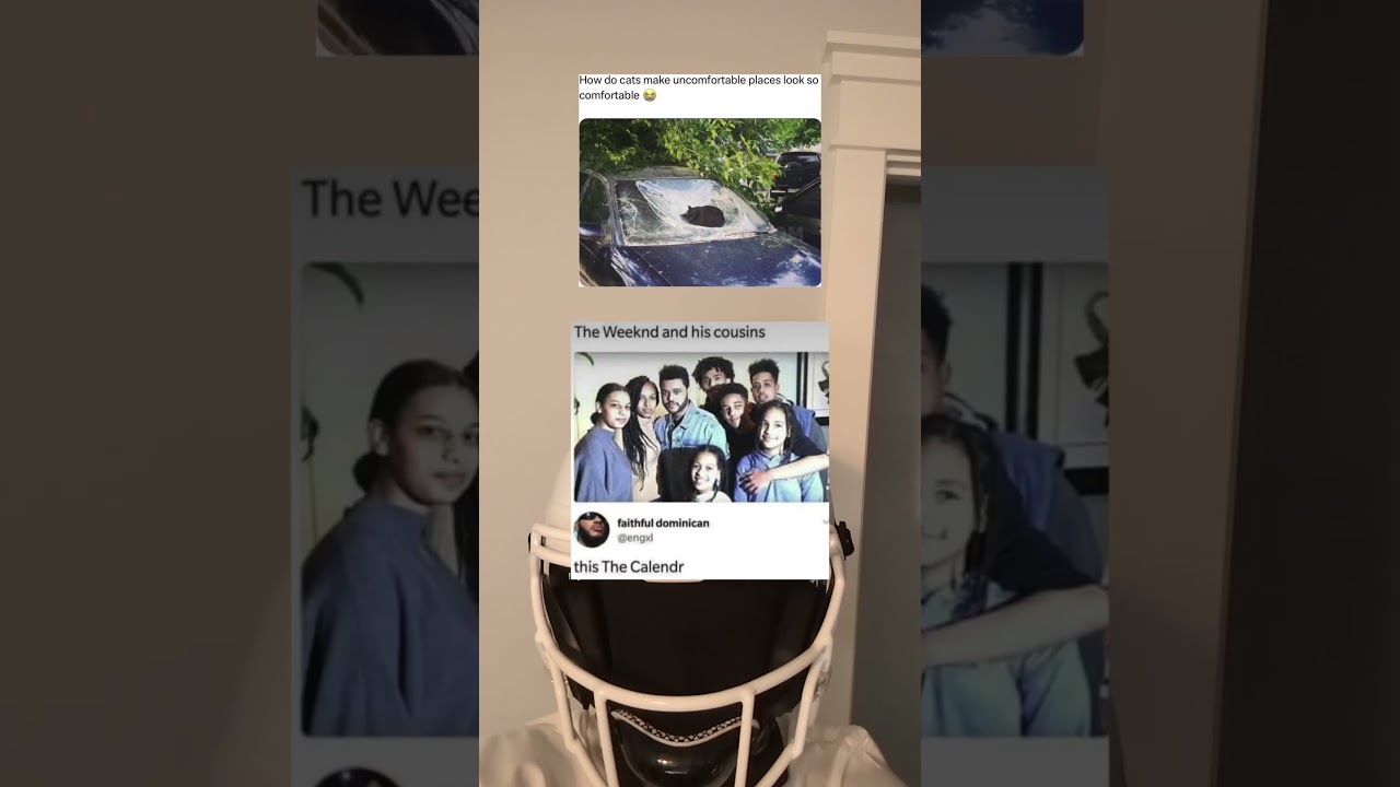 Как кошки себя ведут?