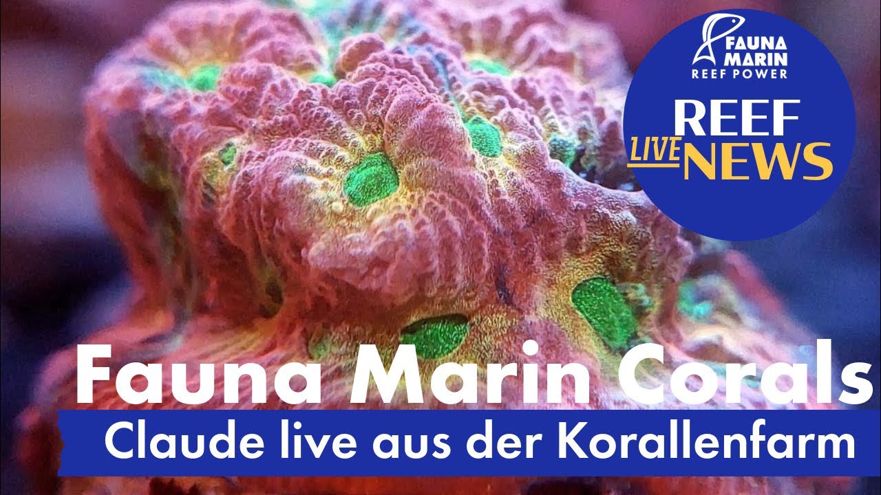 Fauna Marin Reef News Live: Das neue Ready2Reef, Steoride und Hormone, Nährstoffkontrolle einfach !