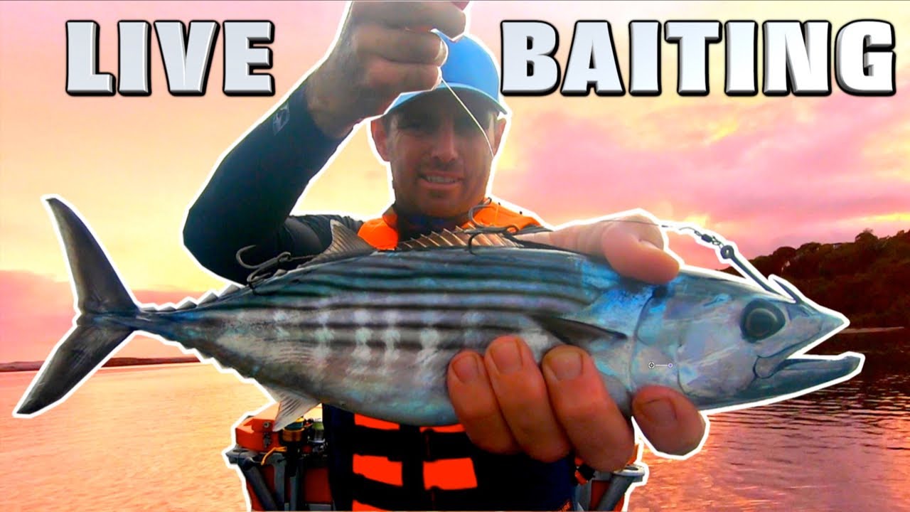 Live Baiting Cobia and Jew