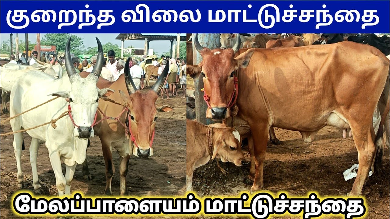 17 - 11 - 2025 | மேலப்பாளையம் மாட்டுச்சந்தை | Melapalayam Cow Market | kalnadaitholan | Cow Market