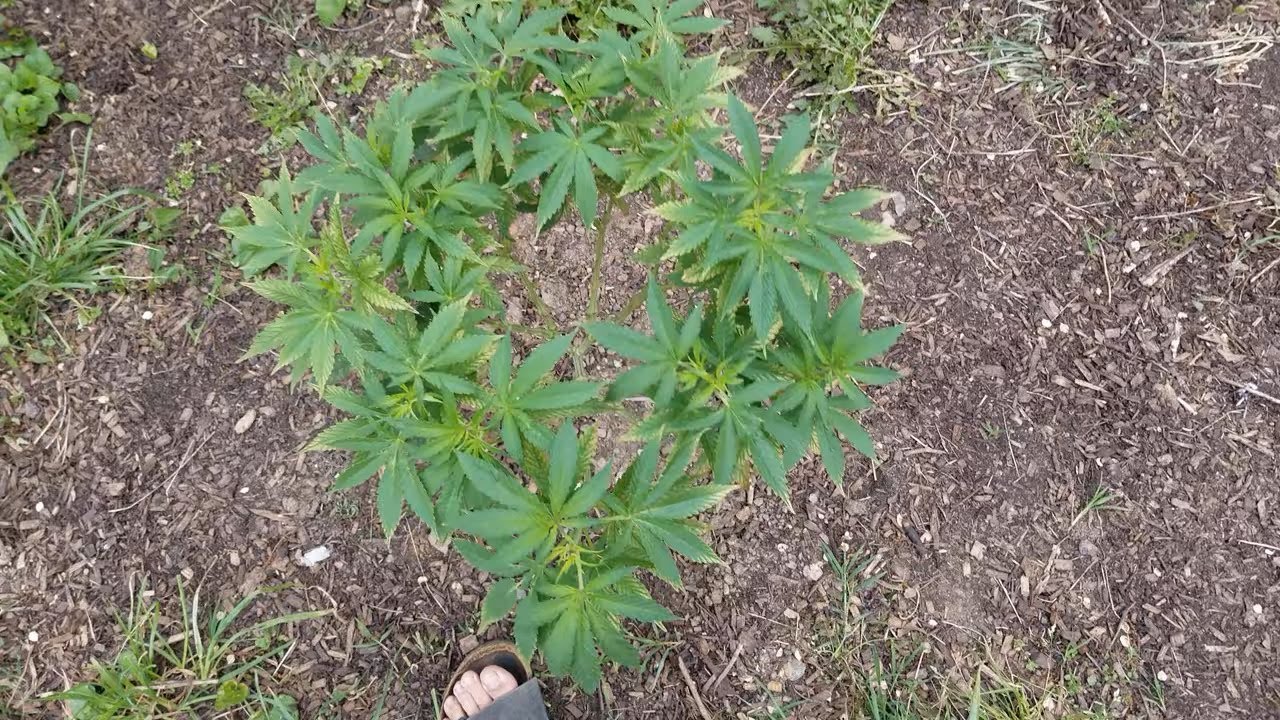 2021 Outdoor Cannabis Garden Tour | Garden Update [#03] - April 24