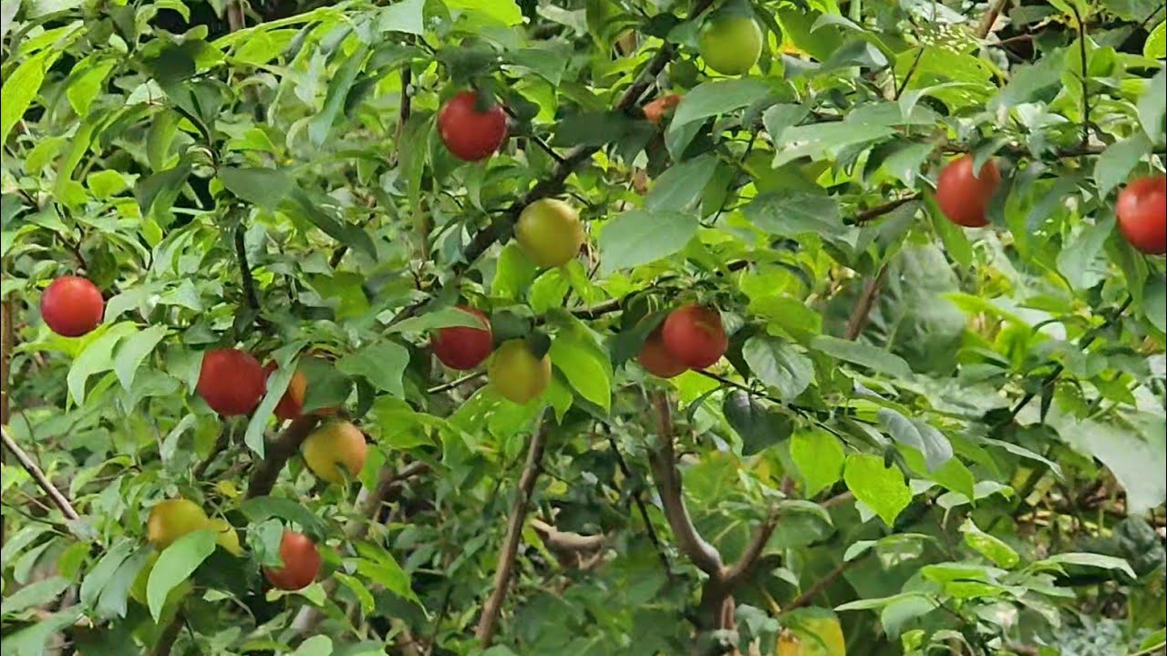 These Wild Plums Are Sweet Before Ripe - Can Anyone Identify?