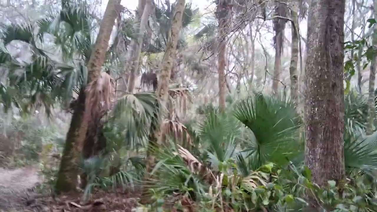 Oak Hammock Trail, Florida. 8AM. Morning. 