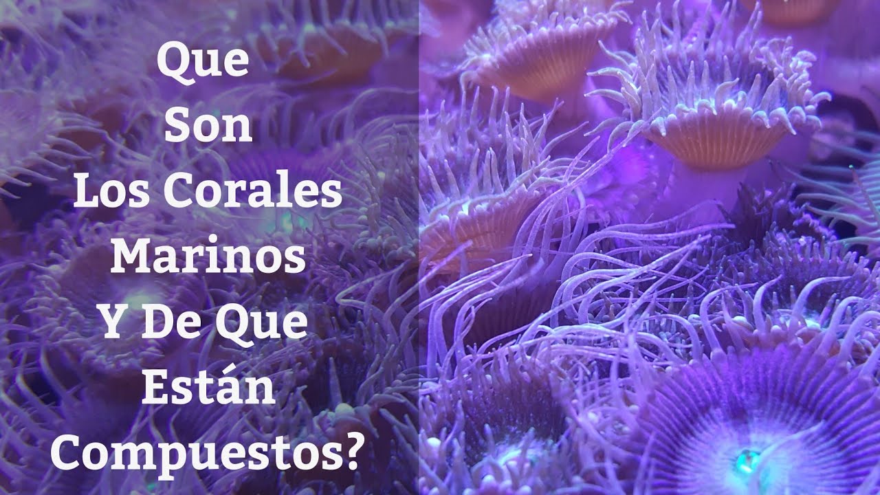 🔵 Que Son Los Corales Marinos Y Como Se Forman,Guía Básica Para Mantenimiento De Corales
