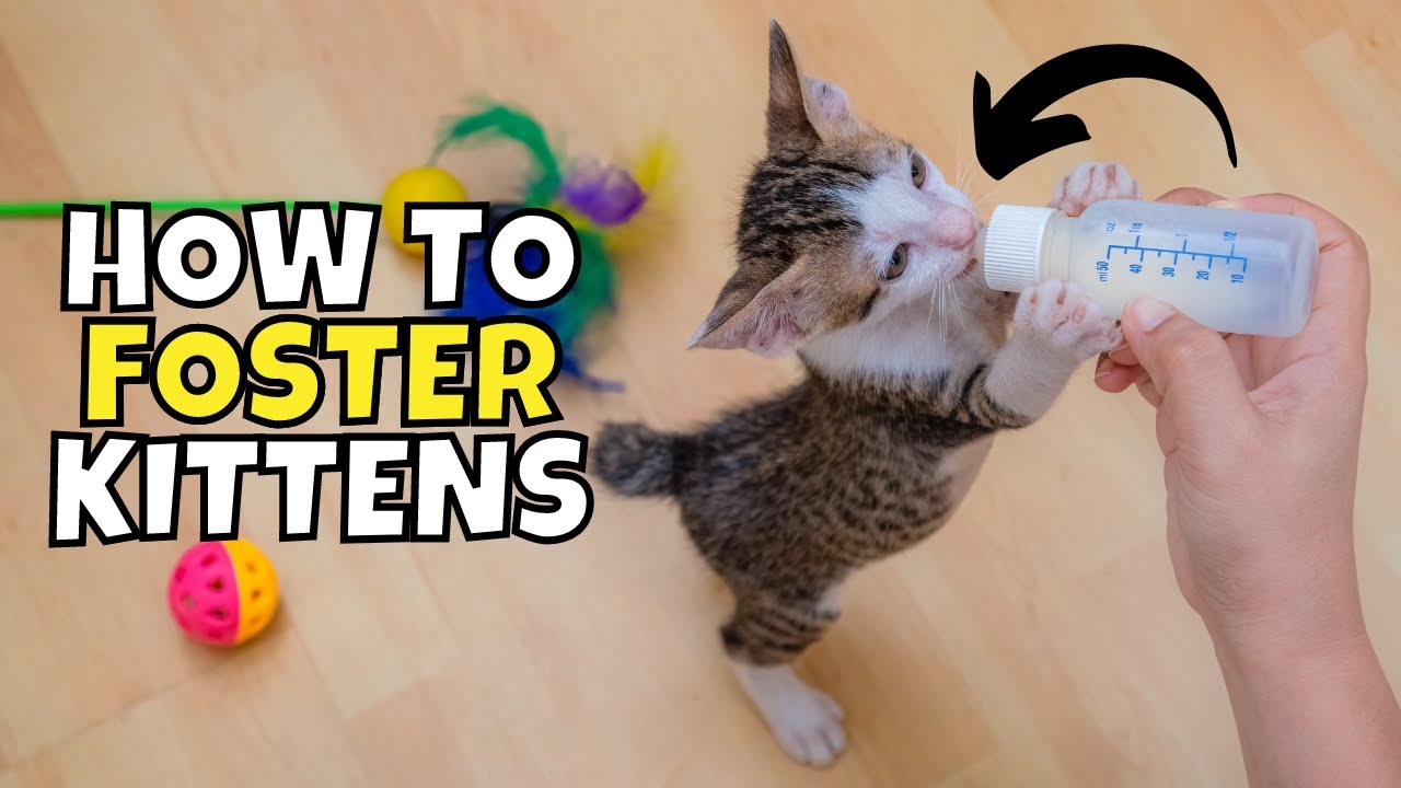 How to Foster Kittens (Do YOU Have What it Takes?)