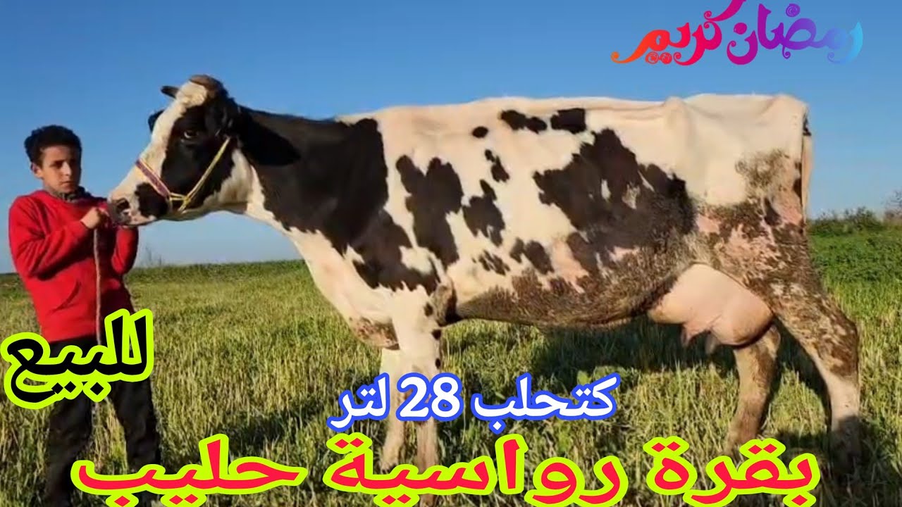 ها الهمزة 📢📢بقرة رواسية حليب💥 إتصل 06.67.21.00.53📞 ألو سي عبد الرزاق نواحي الغرب🇲🇦 