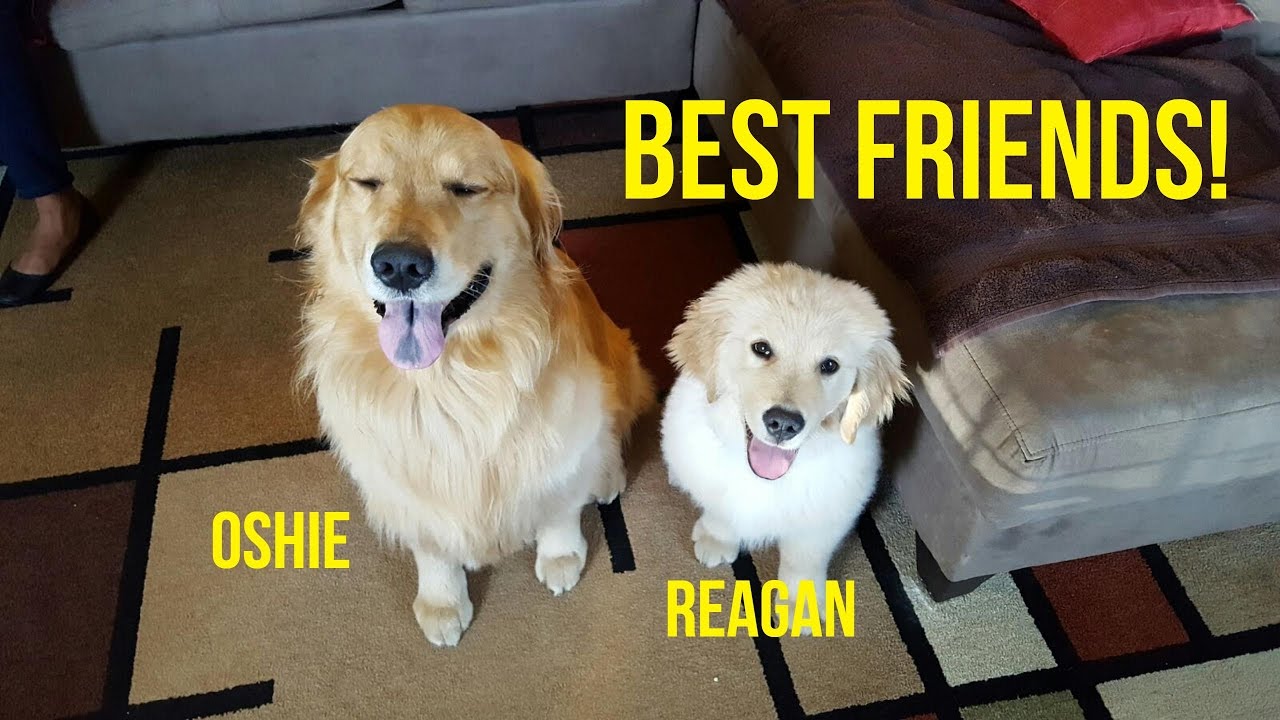 HAPPY GOLDEN RETRIEVER BFFs | Oshies World