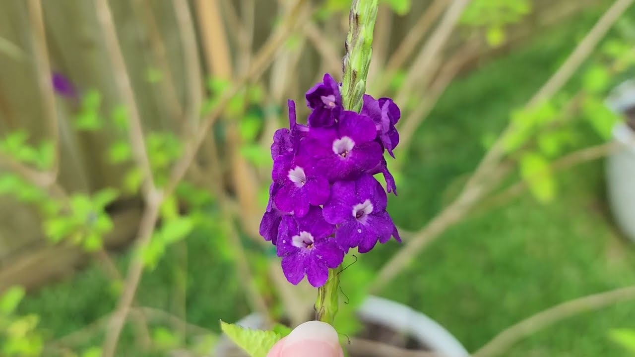 Unique flowering plants in my backyard, what are yours?