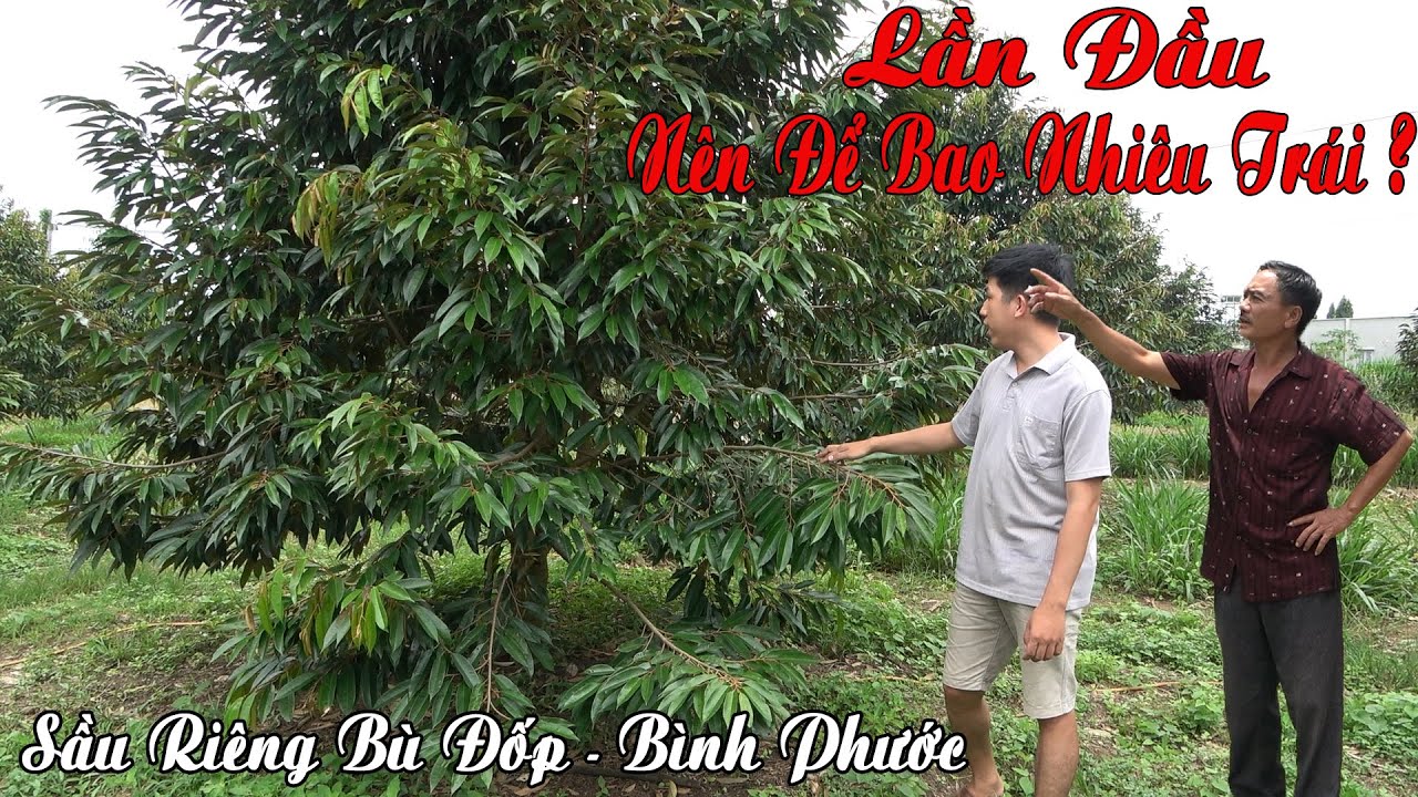 SẦU RIÊNG TƠ, LẦN ĐẦU MANG TRÁI NÊN ĐỂ BAO NHIÊU?