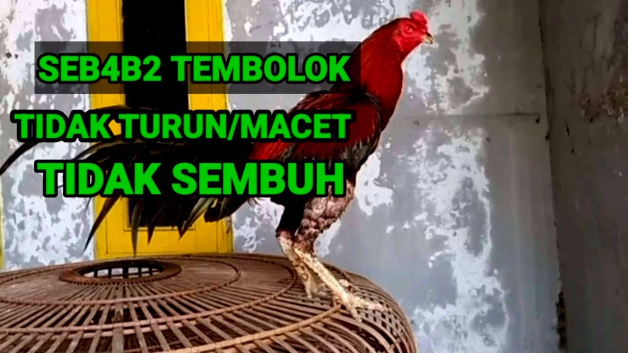 Kenapa sakit tembolok ayam tidak turun/macet tidak sembuh