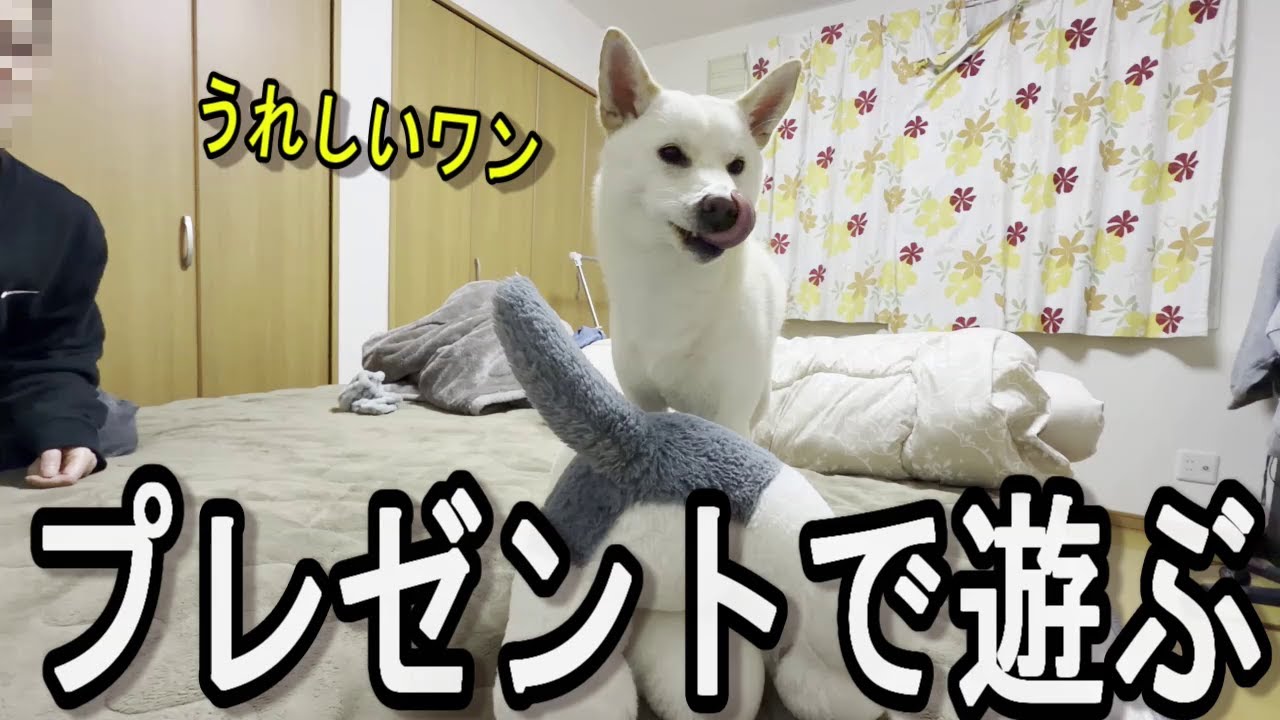 【柴犬】誕生日プレゼントで遊ぶ茶々
