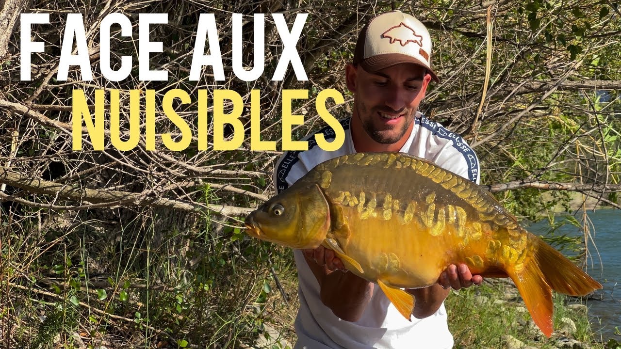 Peche de la carpe face aux nuisibles 4K