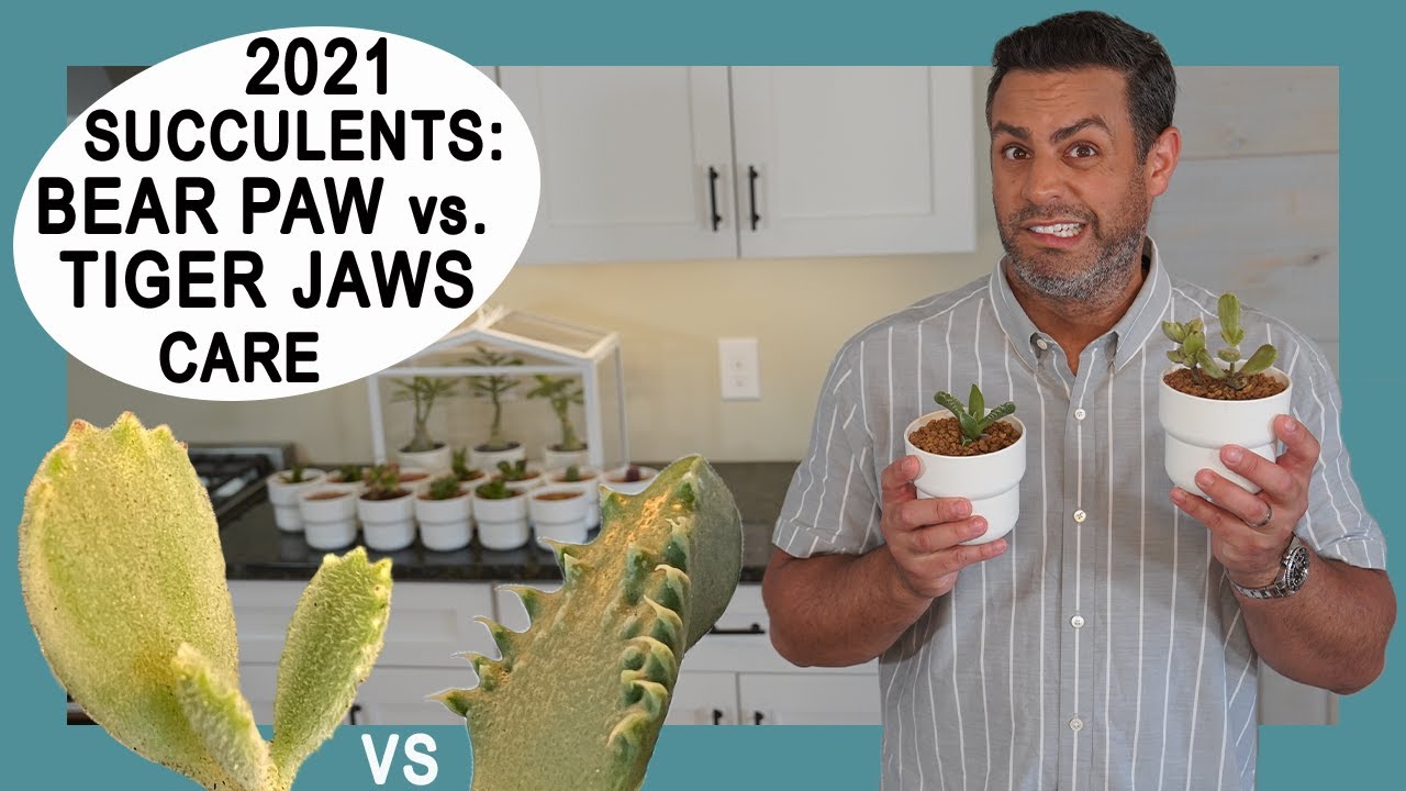 Succulent Trends 2021: Tiger Jaws (Faucaria Tigrina) VS. Bear Paws (Catyledon Tomentosa). Oh my!