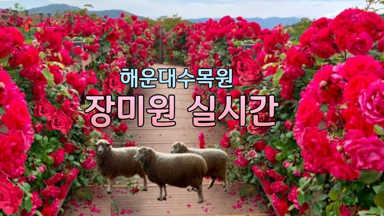부산의 장미공원/5월 6월에 가볼만한 해운대수목원 장미원 실시간 2025년 5월 23일