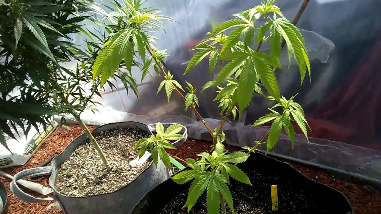 Suite Leaf Nutrients/ Tripz 88 #4 OUTDOOR GROW