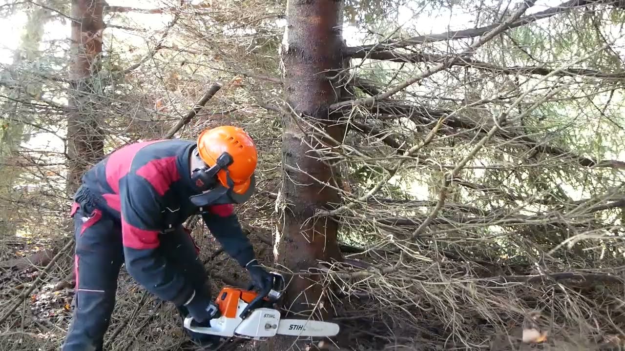 Chainsaw STIHL MS 260 STIHL MS 362 Tree Felling Kácení stromu Chain Sharpening Wood Working How to