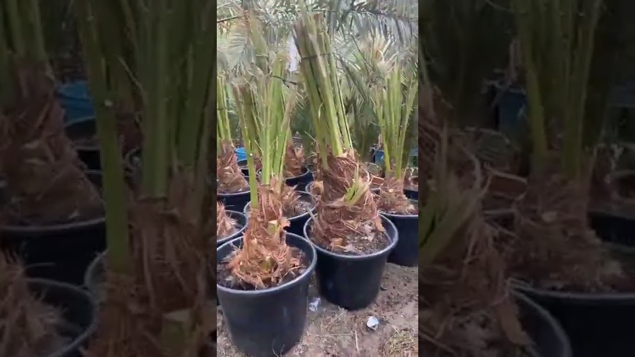 طريقة فصل فسائل النخيل عن الامهات وتكثيرها من مزارع النخيل بالعراق البرحي و المكتوم