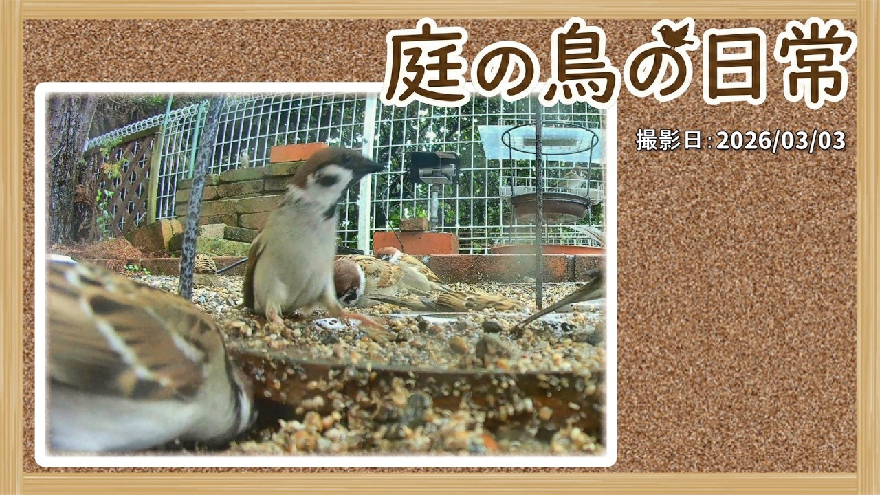 【庭の鳥の日常】(26,03,03) ヒヨドリが悪さをするので、ミカンは中止