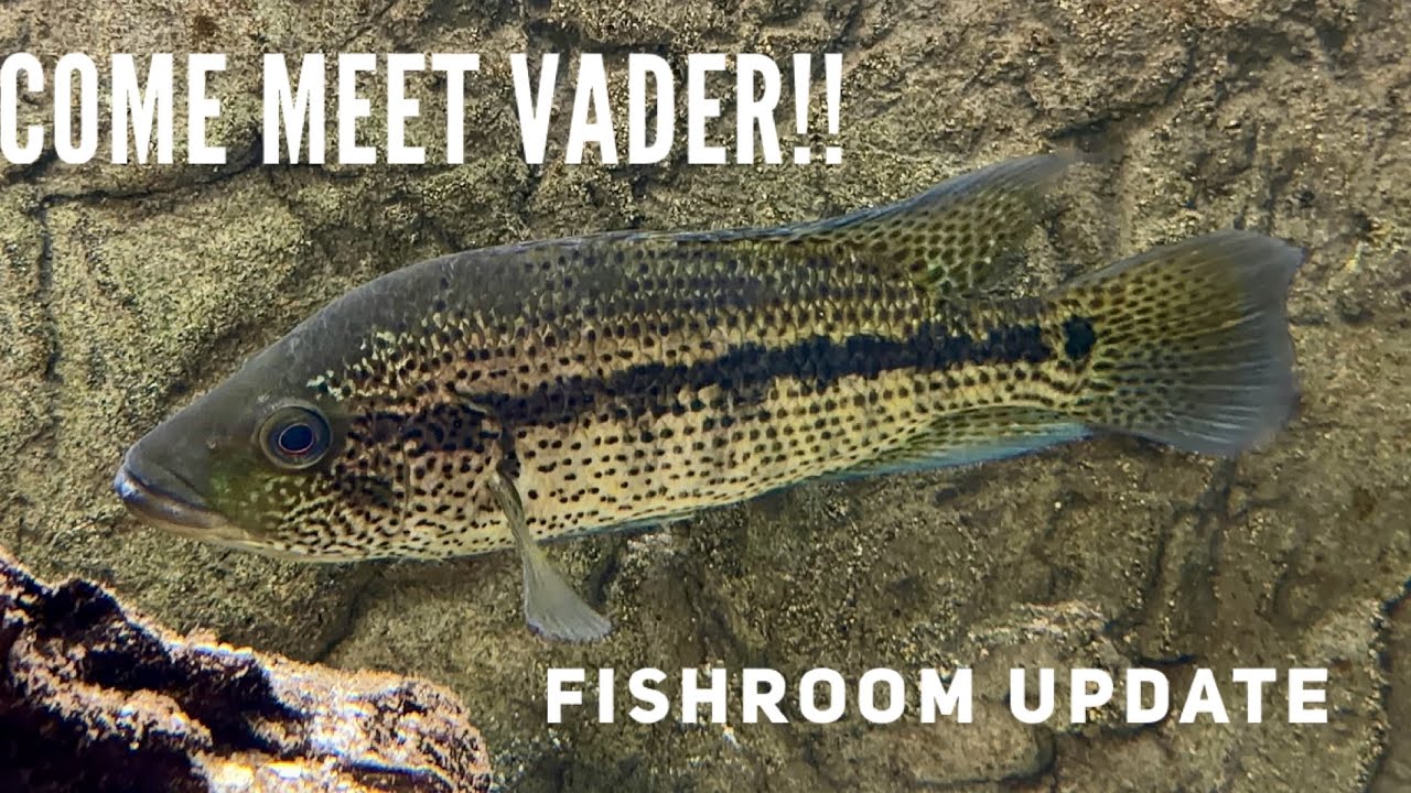 Fishroom Update 2-6-2026