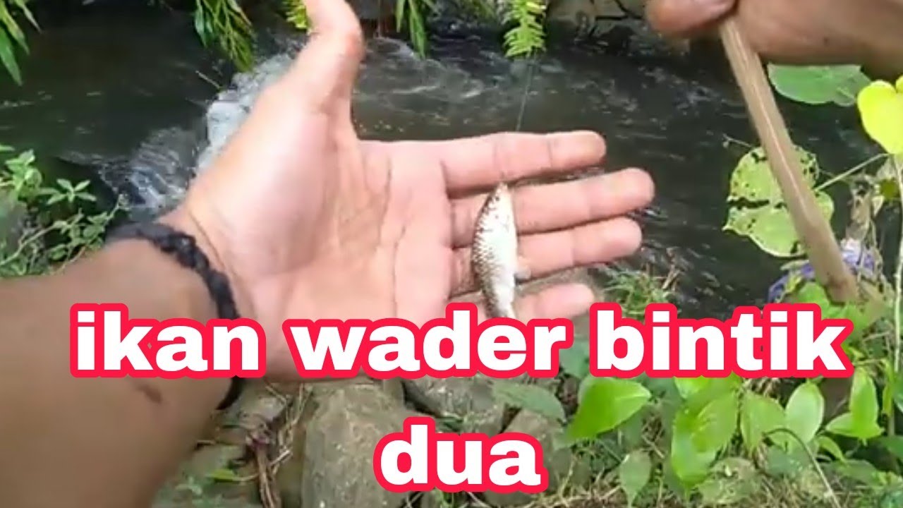 mancing wader bintik dua ||pulang kampung