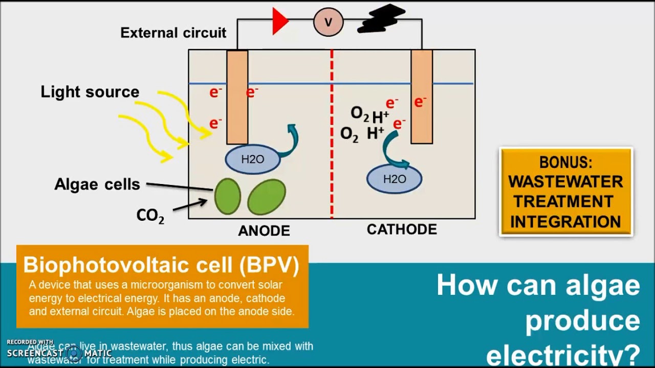 Producing electricity from wastewater using algae