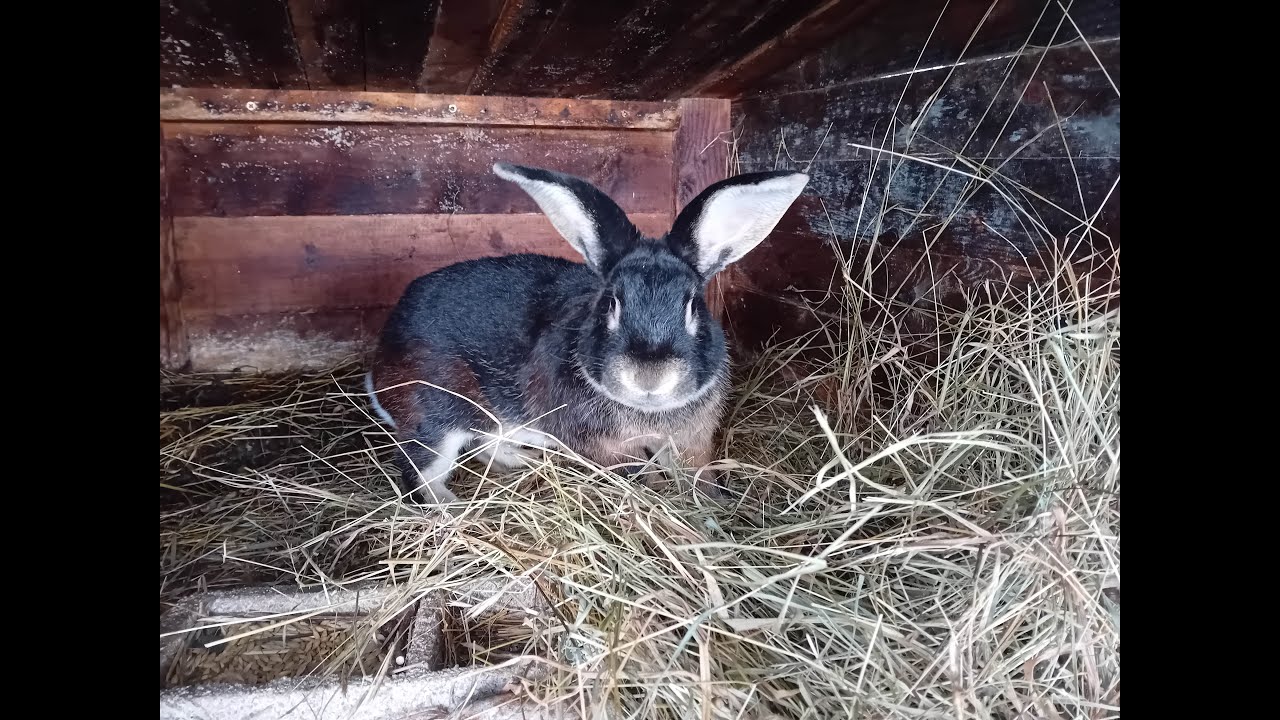 Comment bien nourrir ses lapins ? (conseils + astuces) Partie 1