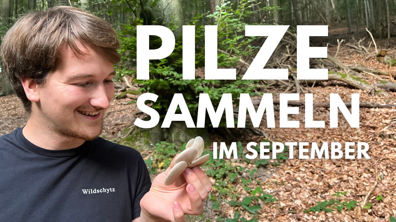 Pilze sammeln ende September 2024 - Schwefelporlinge, Lungenseitlinge, Scheidenstreiflinge und mehr