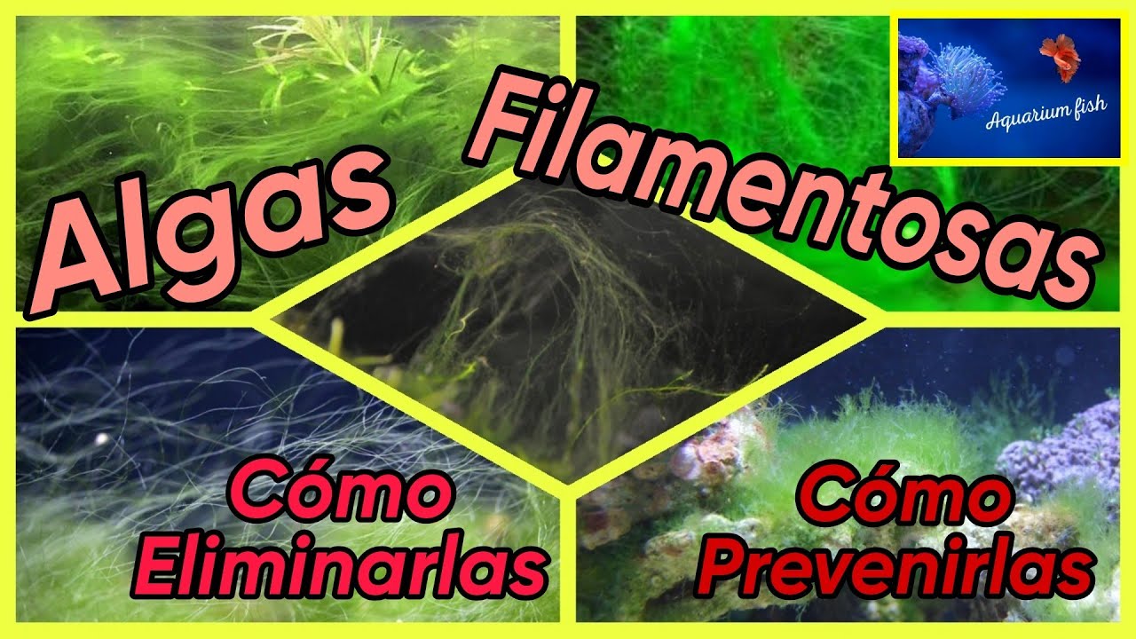 Algas Filamentosas en el acuario