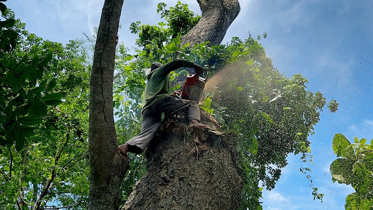Skill & Guts ‼️ Cutting down Huge tree with Strongest chainsaw.