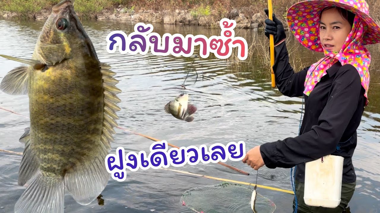 #ตกปลาคันไม้ไผ่ พลาดแล้วเอาใหม่ แบบนี้ต้องมาซ้ำ เจอฝูงจนได้