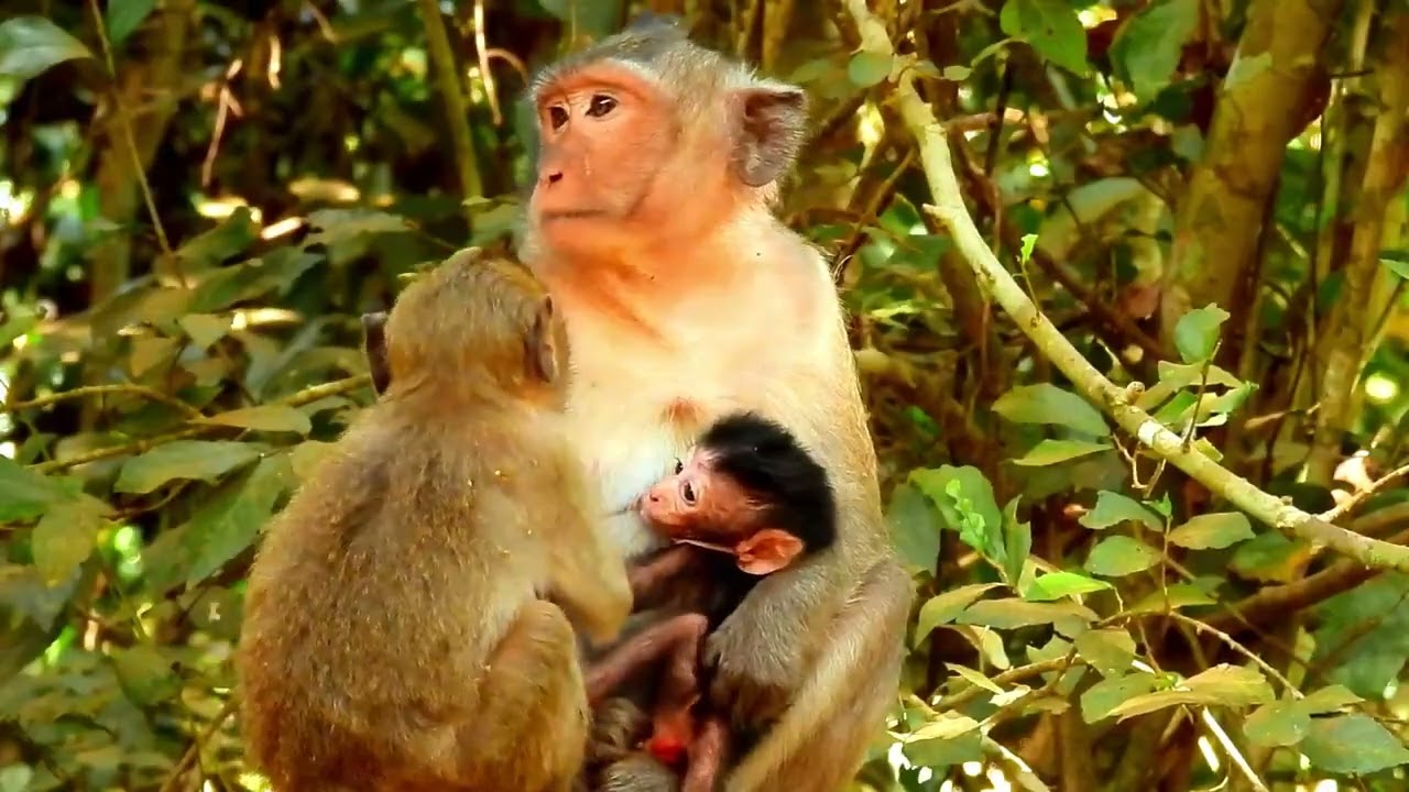 Mother Alphani she is alone with the baby and baby Mesell go to play new baby