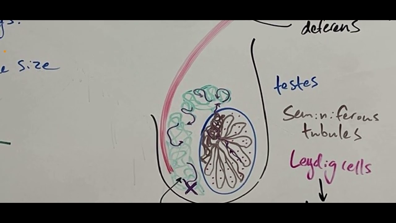 Spermatogenesis in the seminiferous tubules
