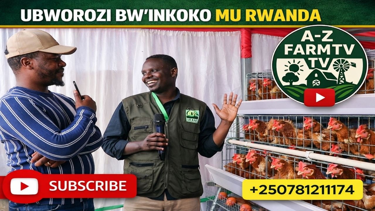 BIRATANGAJE UMUPANGAYI USHAKA KORORA INKOKO YASHIZWE IGORORA, UKO CAGE YAGUFASHA