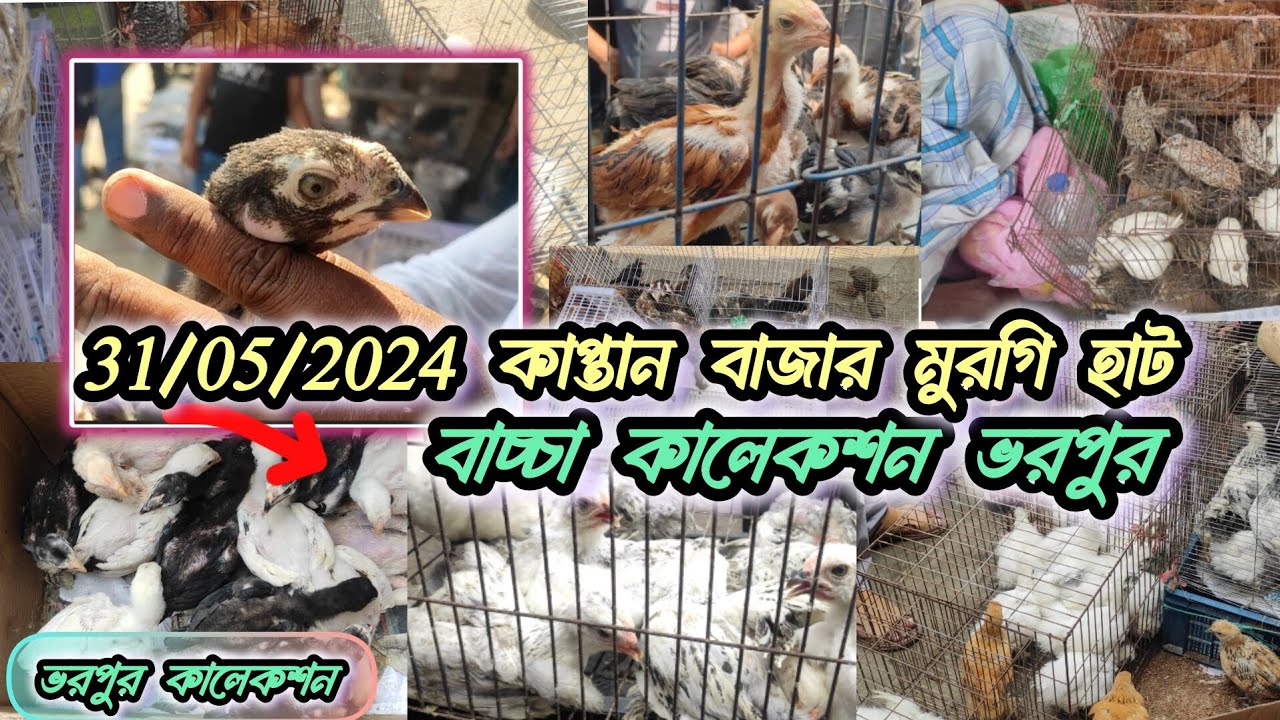 কাপ্তান বাজার মুরগি হাট বাচ্চা কালেকশন ভরপুর,  kaptanbazar chicken hat #chicken_hat #কাপ্তানবাজার