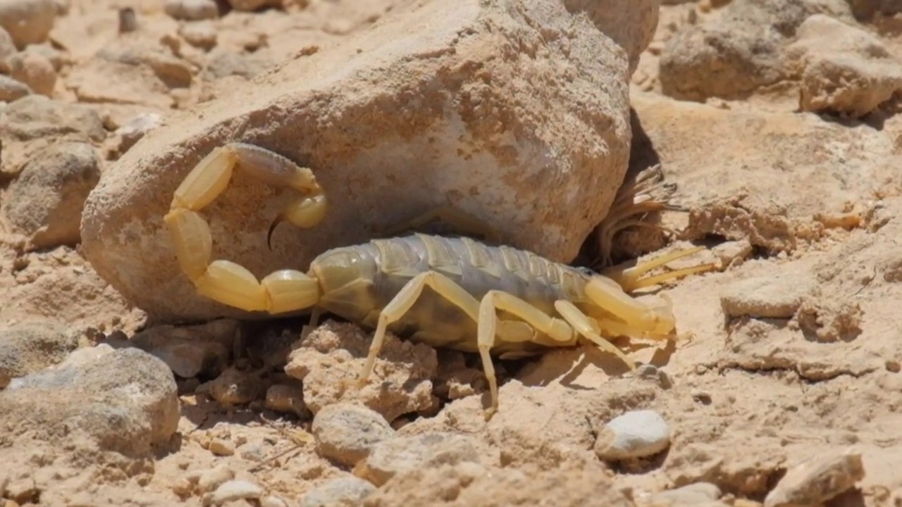 Желтый скорпион ползет по пустыне (Leiurus quinquestriatus)