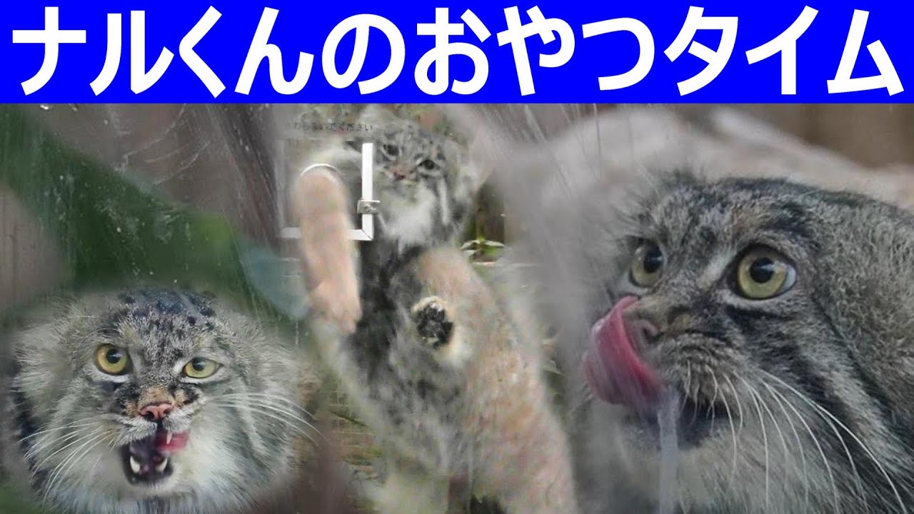 ナルくんのおやつタイム🐾