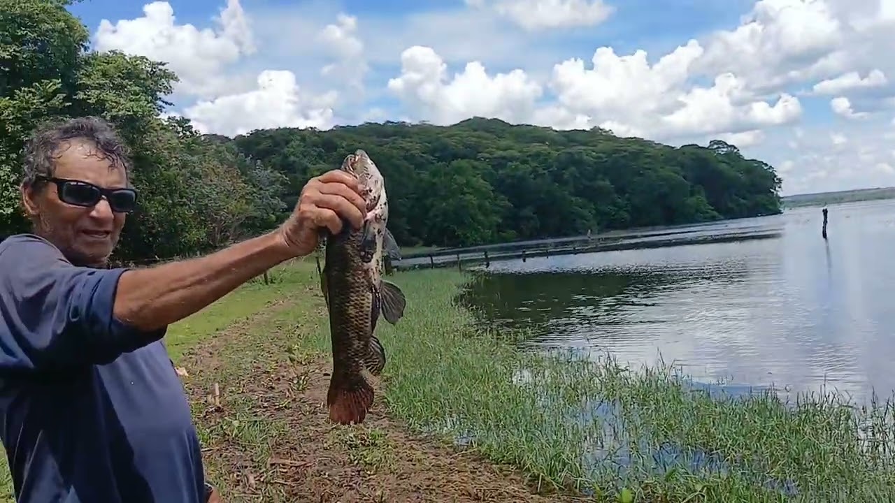 Pescaria de tucunaré e traíra. #fishing#tucunaré#pescaria#pesca 