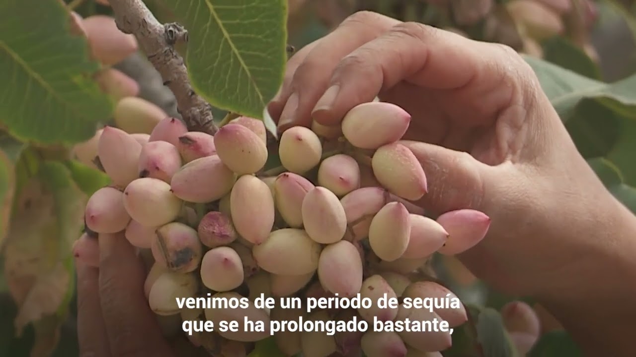 Pistacho, un cultivo en crecimiento en San Juan y Mendoza