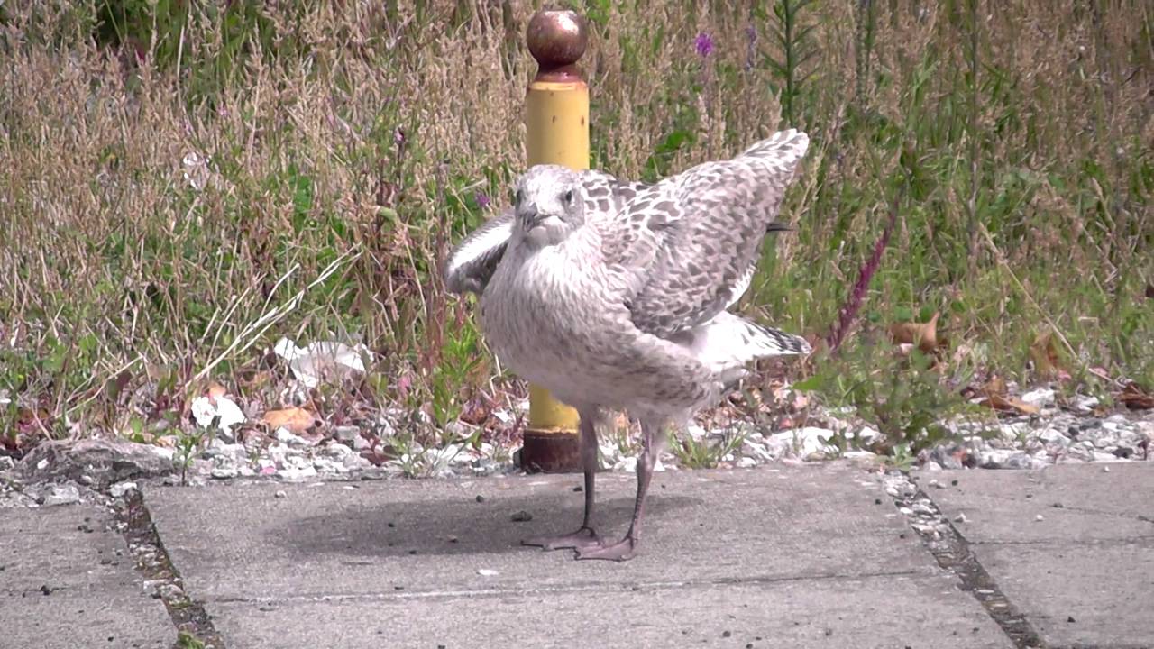 Seagull Story