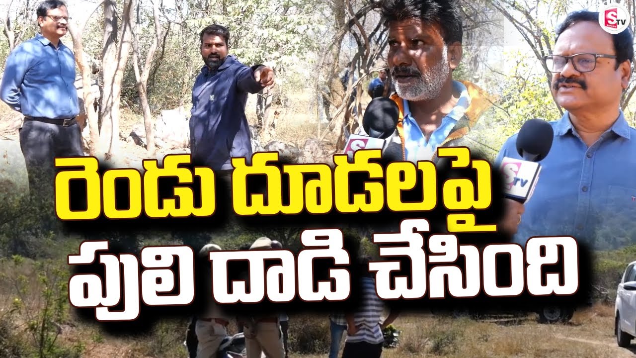 రెండు దూడలపై పులి దా_డి చేసింది | Forest Officers Identify Tiger Foot Step @SumanTVYadadri