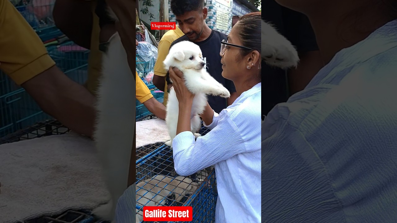 Pet Market Kolkata 😍/lowest price puppy dog/Gallif Street dogs #shorts #viral #dog #dogs #doglover