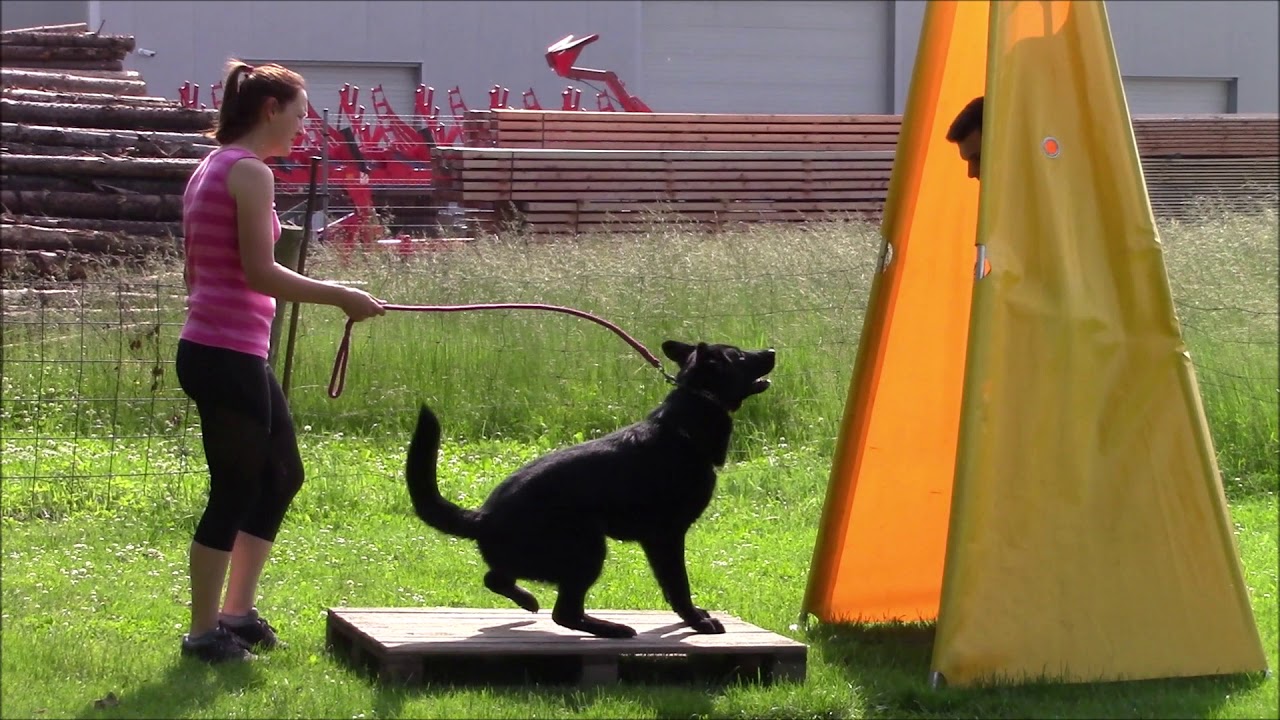 Ursa z Jukasu - obedience & protection - 14 months