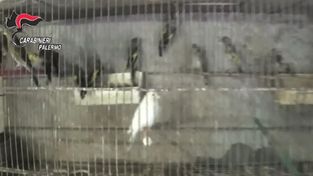 Palermo, traffico di uccelli rari: scoperto un deposito con specie protette