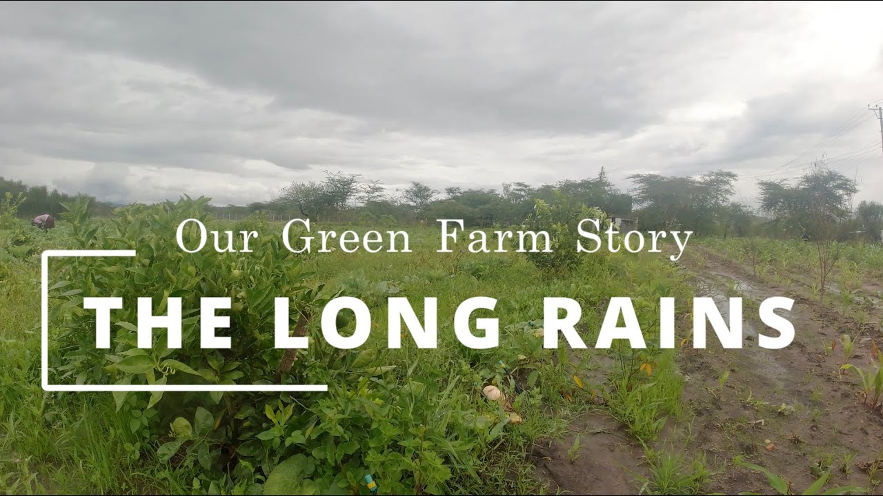 The Power of Long Rains: Our Green Farm Story