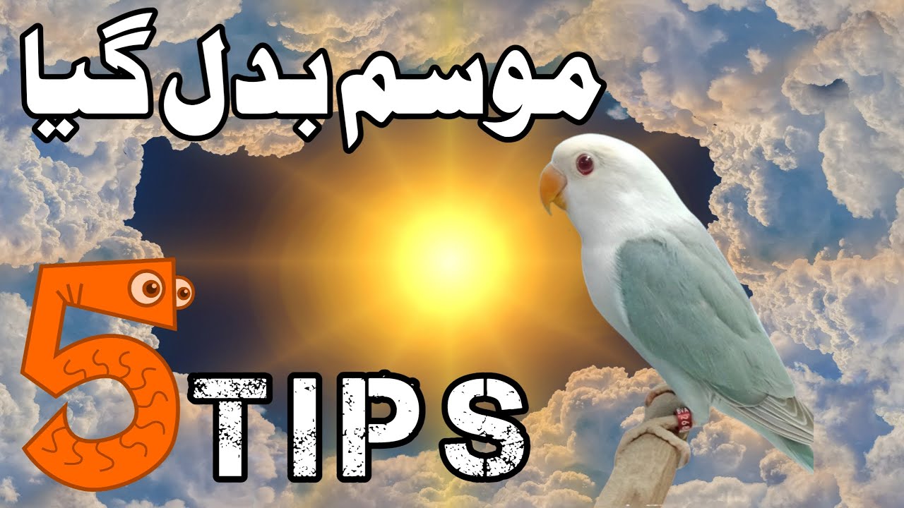 5 Essential Tips | Change of Weather | Lovebirds | English Captions