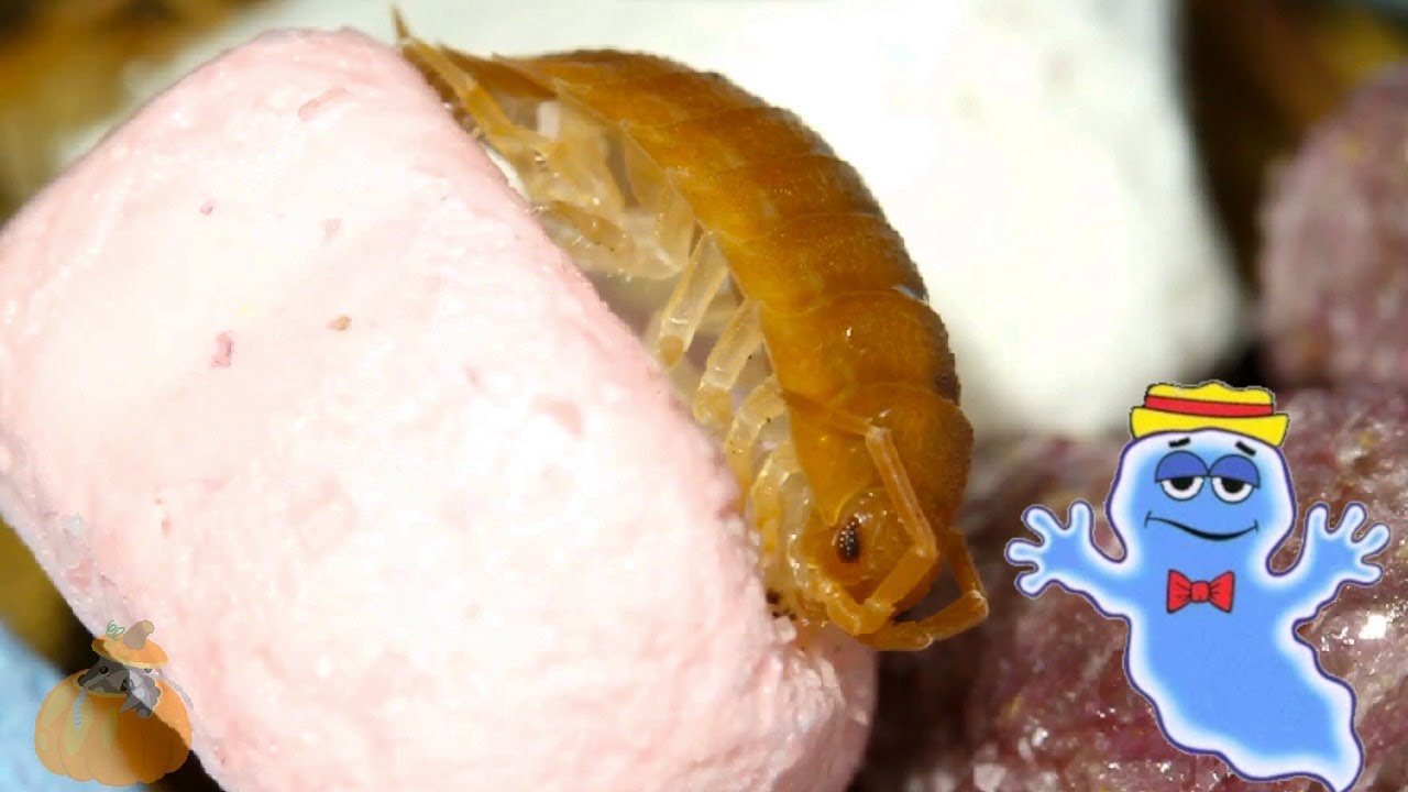 Isopods Eat Boo Berry [SPOOKY WARNING]