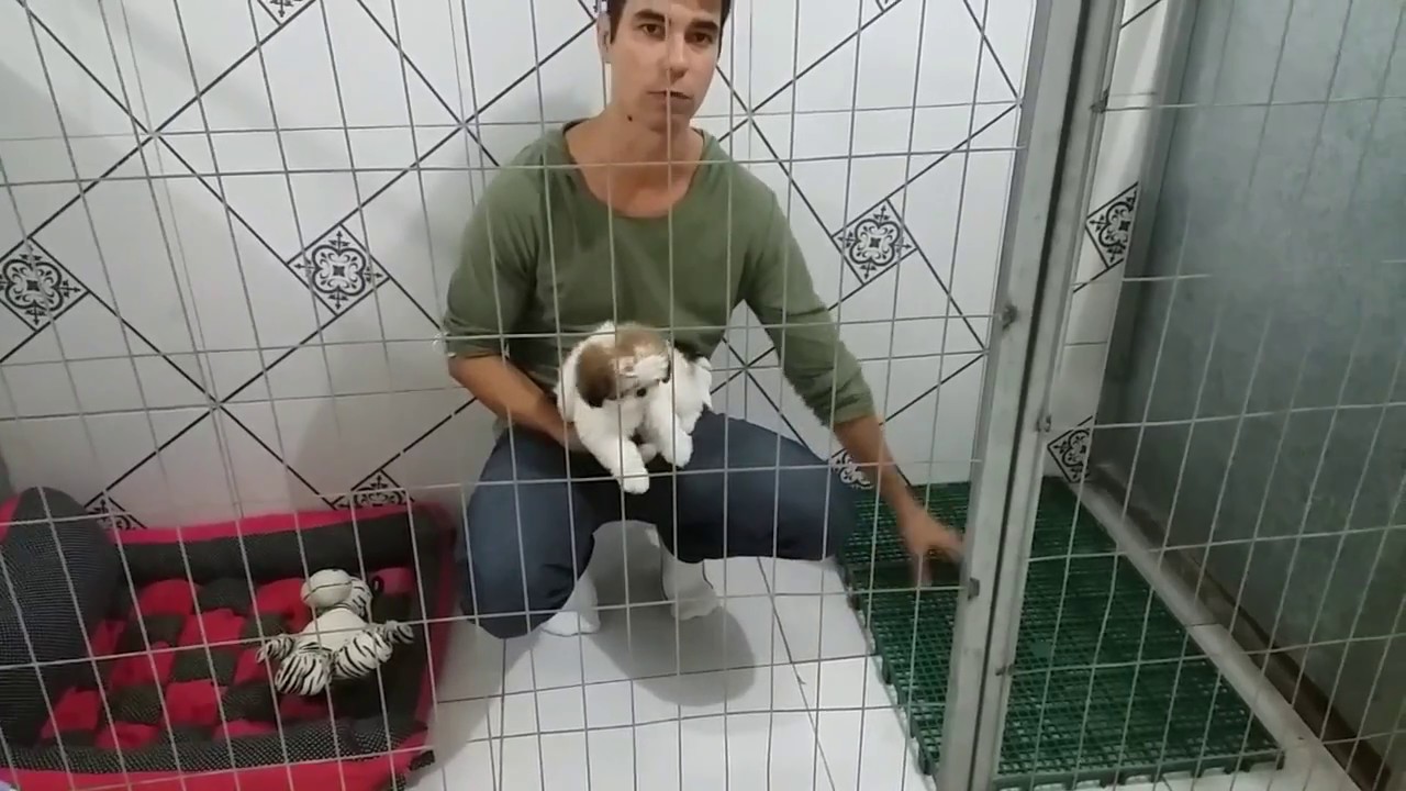 xixi e coco no lugar certo (Canil Half Imperador)