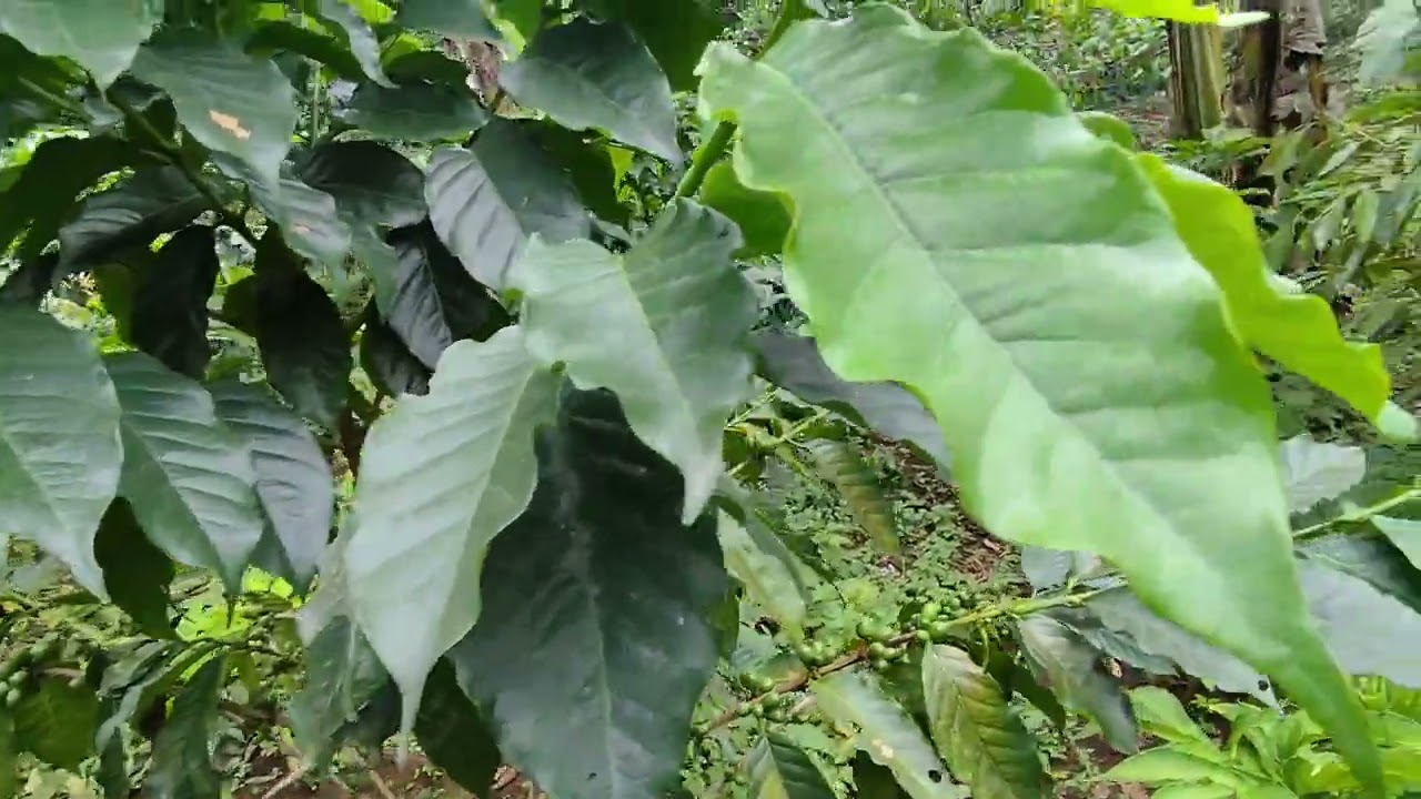 SOLUSI TANAM KOPI ARABIKA DI MDPL 700#viral 