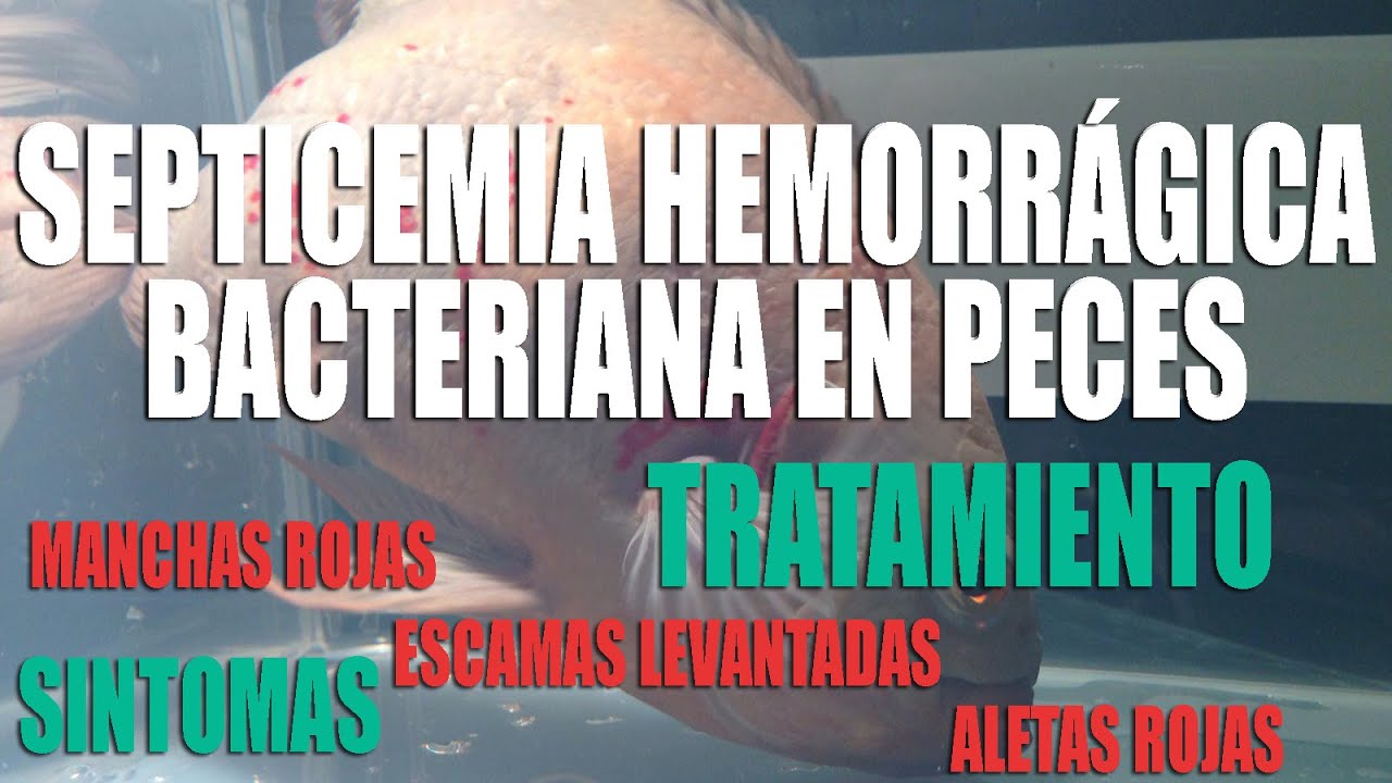 SEPTICEMIA HEMORRÁGICA BACTERIANA EN PECES|| PECES CON MANCHAS ROJAS