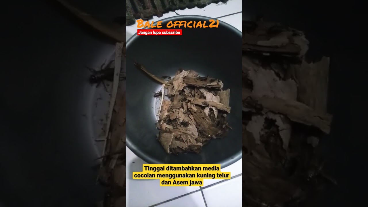 RACIK umpan Jitu lele Media Jangkrik #umpanjitu #mancinglele #mancingmania